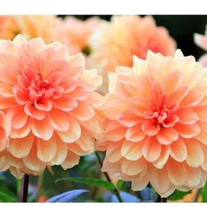 Meet your Posher, Dalia